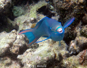 The parrotfish I swim with at Secret Harbor are so used t... by Bj Arnold 